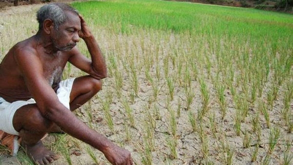 Telangana Farmers Quit Agriculture Over Dry Spell, Drought