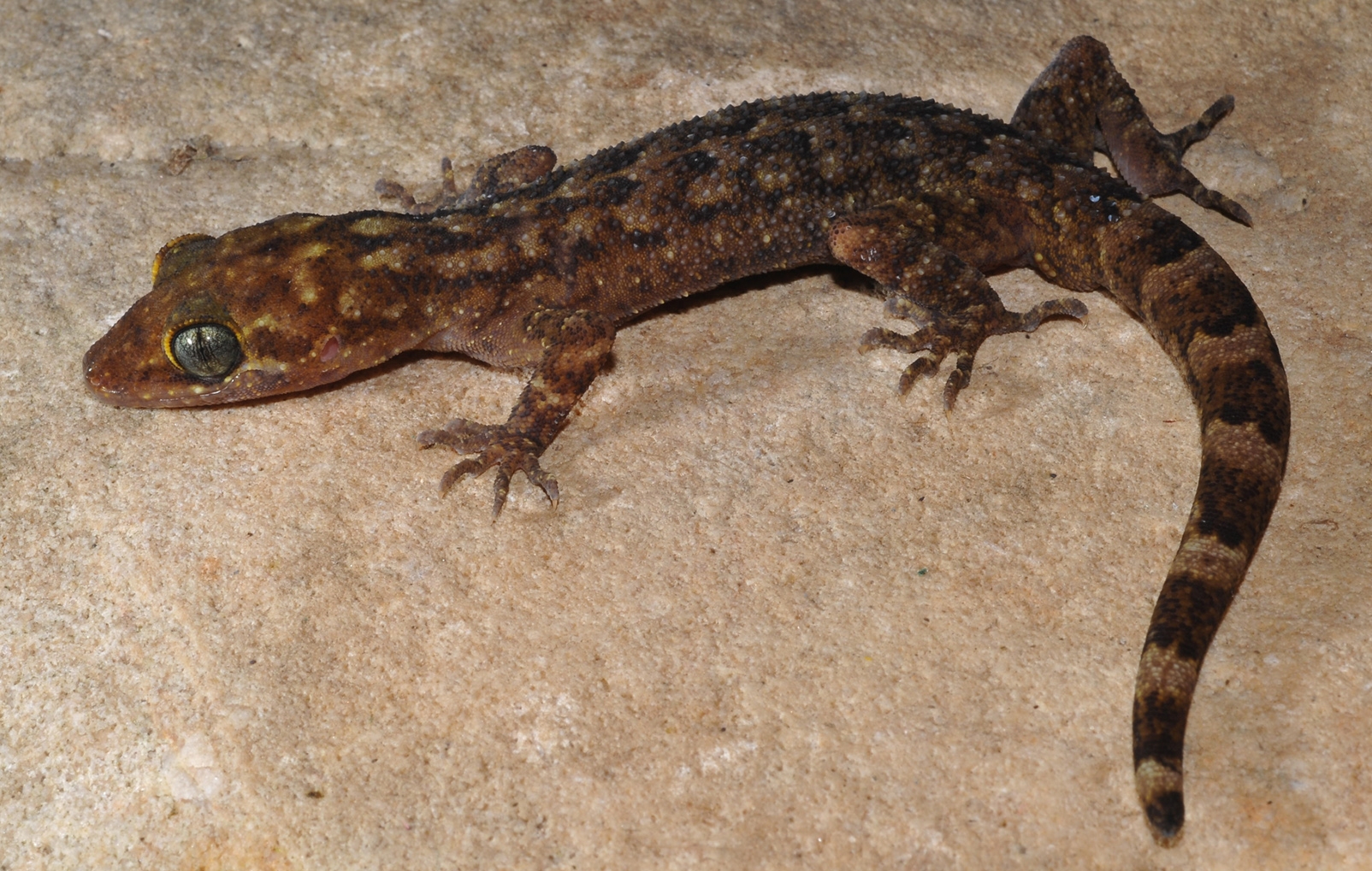 Rape accused in Kanpur swallows lizard to avoid going to jail - Vimarsana News
