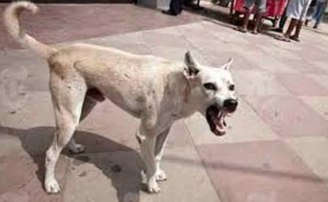 Horrific: Five-month-old baby dies in attack by stray dogs in Hyderabad - Vimarsana News