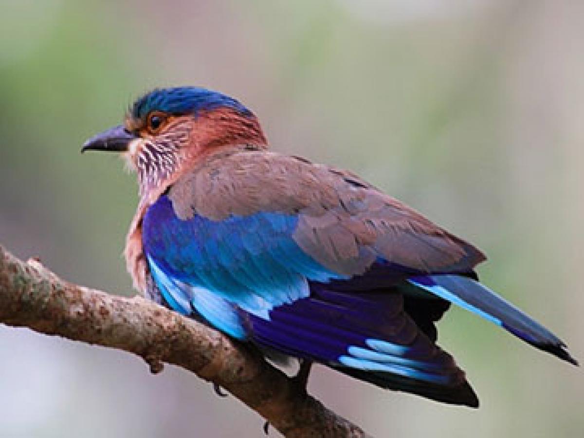 Telangana gets its state bird