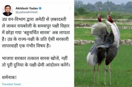  Sarus, taken away from friend, goes missing in UP sanctuary 