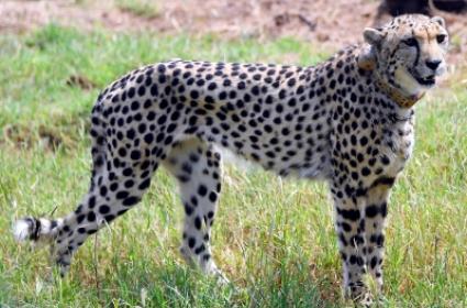  Kidney ailment of Namibian cheetah Sasha first detected in January 