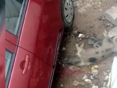 Video of Cat Drinking Pig's Milk in Jadcherla Goes Viral