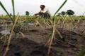 Deficient rainfall may hit rice output - Sakshi Post