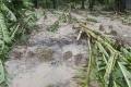 Untimely rain and enormous losses - Sakshi Post