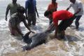 Dolphin drifted ashore off Vizag - Sakshi Post