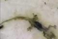 Lizard found in a midday meal in Warangal Lizard found in a midday meal in Warangal - Sakshi Post