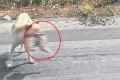Dog runs away with a headless body of baby in Kadapa - Sakshi Post