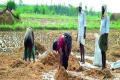 Freak rains kill 9, damage crops in AP - Sakshi Post