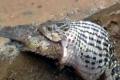 Fishy revenge has snake gasping for life in West Godavari - Sakshi Post