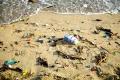 Coastal Cleanup Day observed - Sakshi Post