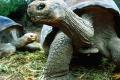 700 tortoises seized in A.P. - Sakshi Post