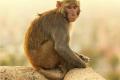 Monkey stops trains on Vijayawada - Warangal route - Sakshi Post