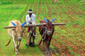 Nearly 50% of AP credit plan for FY16 allotted to farm sector - Sakshi Post