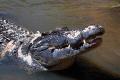 Crocodile pops up at Pushkar ghat - Sakshi Post