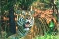 Tiger which was on the loose captured - Sakshi Post