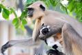 Monkey becomes mother for this pup Monkey becomes mother for this pup - Sakshi Post
