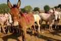 56 donkeys have Maha assembly in splits - Sakshi Post