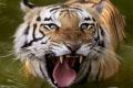Tiger on the loose in Hyderabad Zoo - Sakshi Post