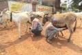 Donkey&#039;s milk commands Rs.6,000 - Sakshi Post