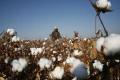 Venkaiah directs CCI to open cotton purchasing centres - Sakshi Post