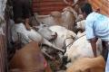 Cattle trafficking racket busted in Hyderabad - Sakshi Post
