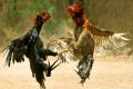Implement Prohibition on Cock Fights Strictly: High Court Implement Prohibition on Cock Fights Strictly: High Court - Sakshi Post