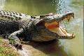 Crocodiles kill two shepherds in Medak Dist - Sakshi Post
