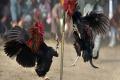 Stage Set for Cockfights Despite Government Ban - Sakshi Post