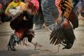 14 arrested for illegal cockfights, betting - Sakshi Post