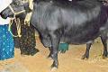 This &#039;black beauty&#039; costs Rs.3 lakh - Sakshi Post