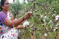 KCR tells farmers not to grow cotton - Sakshi Post