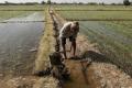 Irrigation Minister Harish Rao released water from the four irrigation projects Irrigation Minister Harish Rao released water from the four irrigation projects - Sakshi Post