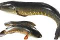 Telangana government on Wednesday declared ‘Murrel’ as  State fish. - Sakshi Post