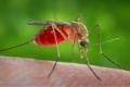 Culex quinquefasciatus&amp;amp;nbsp;mosquito can also transmit Zika - Sakshi Post