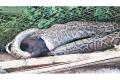 The python swallowed a goat to death after it barged into a residence in Hanuman Nagar on Monday. - Sakshi Post