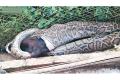 The python swallowed a goat to death after it barged into a residence in Hanuman Nagar on Monday. The python swallowed a goat to death after it barged into a residence in Hanuman Nagar on Monday. - Sakshi Post