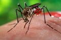 Zika cases identified in Florida, travel notice issued - Sakshi Post