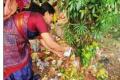 Nagapanchami festival will be celebrated on Sunday Nagapanchami festival will be celebrated on Sunday - Sakshi Post