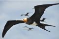 Frigate birds can fly for months without landing - Sakshi Post