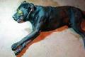 The Labrador succumbed to injuries after battling for life for two days. - Sakshi Post