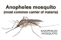 Female Anopheles mosquito is the most common carrier of Malaria Female Anopheles mosquito is the most common carrier of Malaria - Sakshi Post