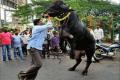 People celebrate Sadar with procession of bulls with a colorful carnival post Diwali - Sakshi Post