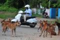 Supreme Court  stressed that stray dogs can be killed only in accordance with the Animal Birth Control Rules - Sakshi Post