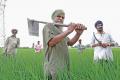 Will Dalit Punjabis emerge a political force to reckon with? - Sakshi Post