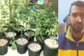 Shahed did it with scientific precision under controlled temperatures to allow the plants to grow with video tips from an American friend. - Sakshi Post