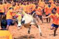 The DMK on Tuesday urged the State and Central governments to take immediate steps to conduct bull taming sport of ‘Jallikattu’ during the harvest festival of Pongal later this month. - Sakshi Post