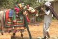 Gangireddulavaru playing a bull on Sankranti - Sakshi Post