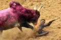 “I will call on Prime Minister Narendra Modi on Thursday and urge him to promulgate an ordinance to conduct Jallikattu. Hence, I appeal to all protesters to give up their agitations,” Panneerselvam said. “I will call on Prime Minister Narendra Modi on Thursday and urge him to promulgate an ordinance to conduct Jallikattu. Hence, I appeal to all protesters to give up their agitations,” Panneerselvam said. - Sakshi Post