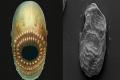 Saccorhytus, &amp;amp;nbsp;bag-like sea creature with a large mouth and no anus - Sakshi Post